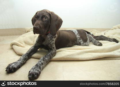 German shorthaired pointer puppy, 10 weeks old