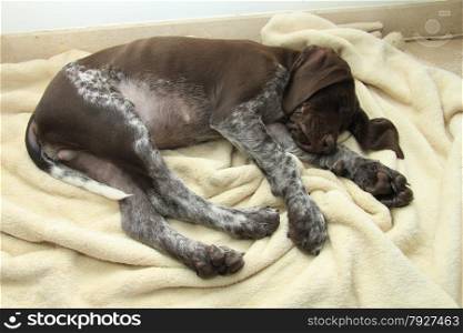German shorthaired pointer puppy, 10 weeks old