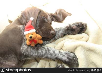 German shorthaired pointer puppy, 10 weeks old. Sleeping with a christmas bear