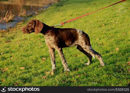 German shorthaired pointer puppy, 14 weeks old