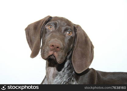 German shorthaired pointer puppy, 14 weeks old