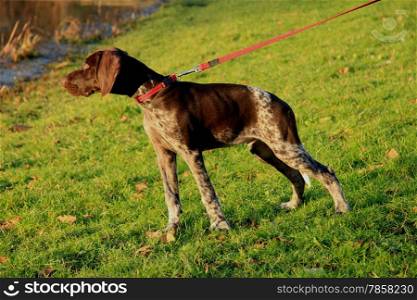 German shorthaired pointer puppy, 14 weeks old