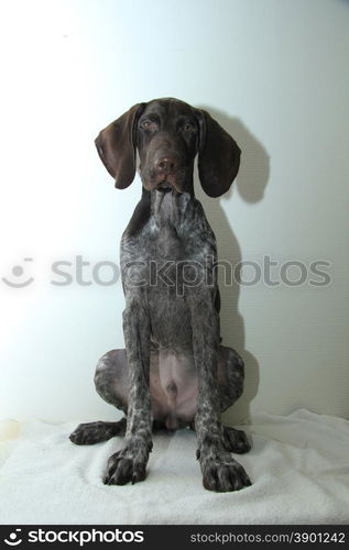 German shorthaired pointer puppy, 16 weeks old