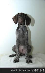 German shorthaired pointer puppy, 16 weeks old