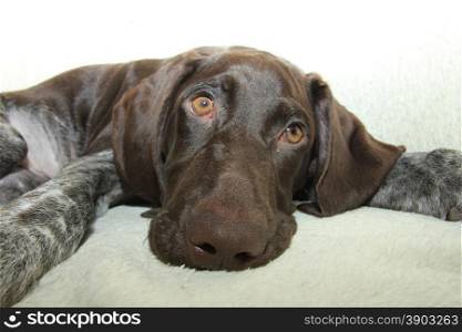 German shorthaired pointer puppy, 16 weeks old