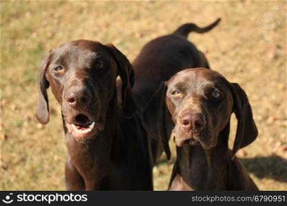 German Shorthaired Pointer sisters, 13 months old
