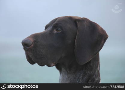 German Shorthaired Pointer two year old male, brown and white