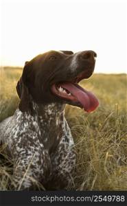 German Shorthaired Pointer with panting tongue in field.