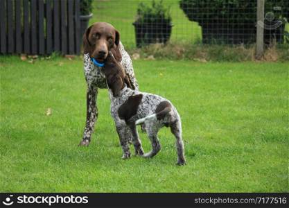 German shorthaired pointers: father and 9 weeks old son