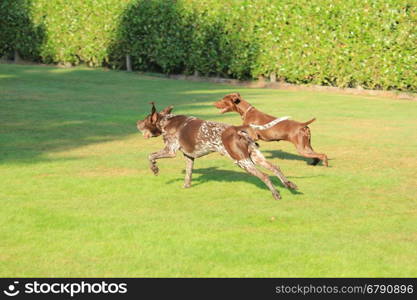 German Shorthaired Pointers, playing in a field