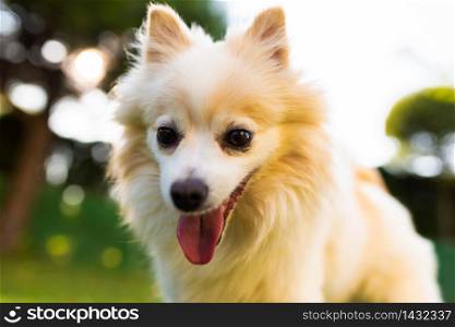 German Spitz dog pomeranian with tongue out portrait. Dog background. German Spitz dog pomeranian outdoors portrait