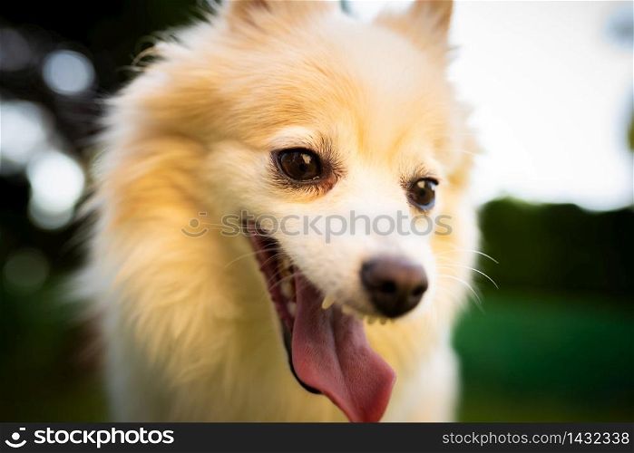 German Spitz dog pomeranian with tongue out portrait. Dog background. German Spitz dog pomeranian outdoors portrait
