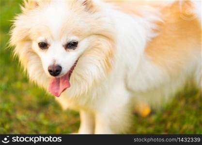 German Spitz dog pomeranian with tongue out portrait. Dog in summer background. German Spitz dog pomeranian outdoors portrait