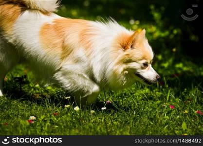 German Spitz dog portrait. Pomeranian dog outdoors on sunny day. Small dog in garden. German Spitz dog portrait. Pomeranian dog outdoors on sunny day.