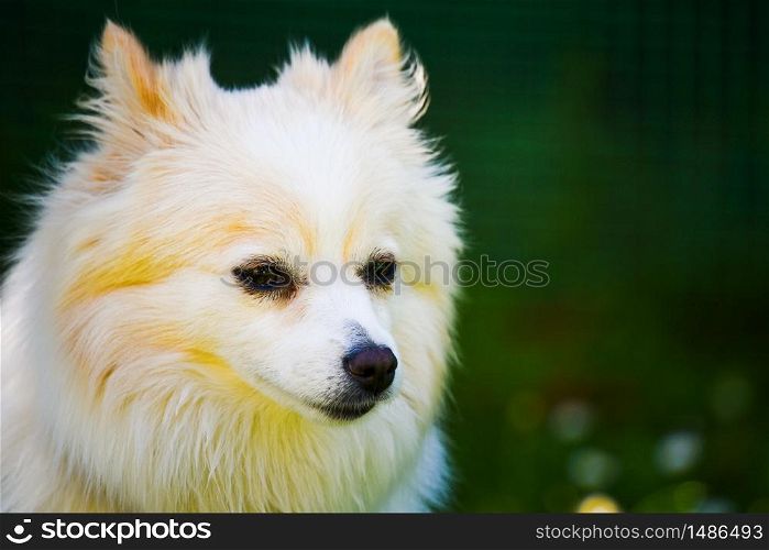 German Spitz dog portrait. Pomeranian dog outdoors on sunny day. Small dog in garden. German Spitz dog portrait. Pomeranian dog outdoors on sunny day.