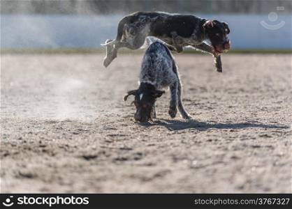 German wire-haired pointers, adult and puppy playing outdoors with a ball
