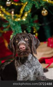German wirehaired pointer puppy, Christmas tree and presents on background