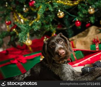 German wirehaired pointer puppy playing with a shoe, Christmas tree and gifts on background