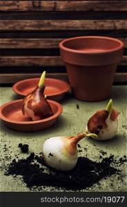 germinated and prepared for planting spring bulbs plants