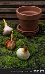 germinated and prepared for planting spring bulbs plants