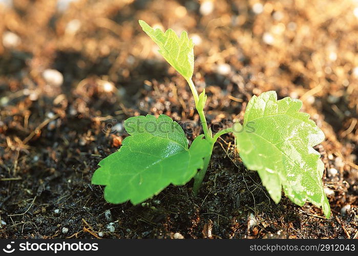 Germinating