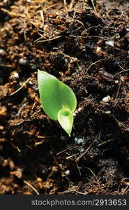 Germinating