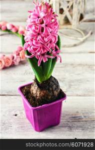 Germinating flowering pink hyacinth on bright background.Photo tinted.. Blooming hyacinth in pot