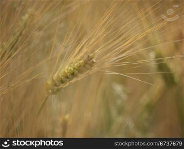 Gerstenaehre-einzeln. single barley rises from a field