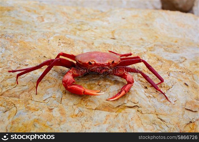 Geryon longipes is a Mediterranean crab red color