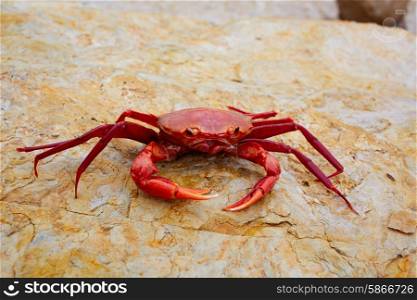 Geryon longipes is a Mediterranean crab red color