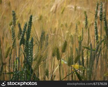 Getreidefeld-1. mature and immature barley in a field