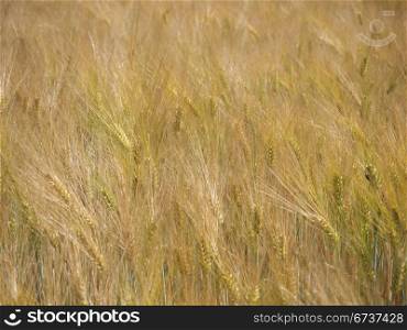 Getreidefeld-3. Barley in a field in the midday sun