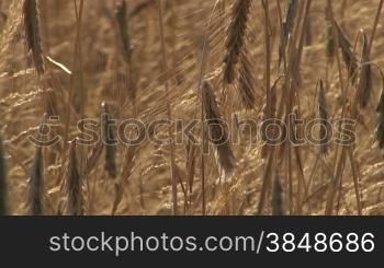 Getreidefeld im Hochsommer