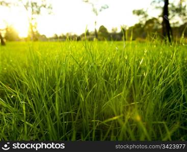 Getting eye level on lush green grass with the bright sun behind