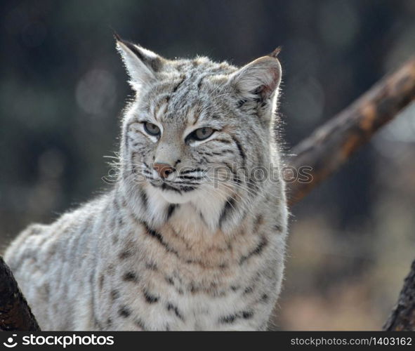 Getting up close with a bobcat.