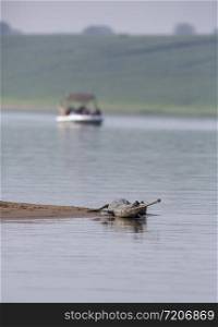Gharial and Tourist Boat, Gavialis gangeticus, Chambal River, Rajasthan, India