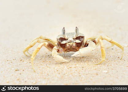 Ghost crab on a beach