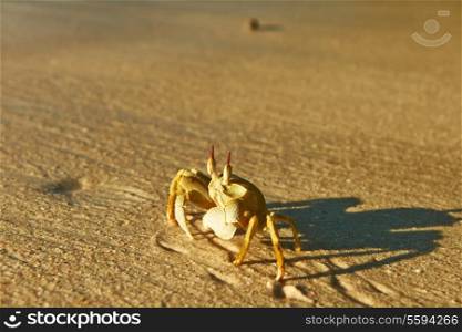 Ghost crab on a beach