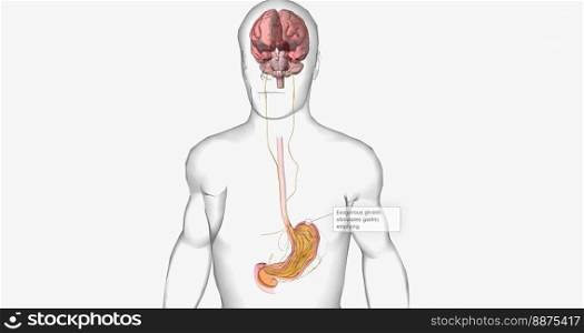 Ghrelin is a peptide usually secreted by the stomach. 3D rendering. Ghrelin is a peptide usually secreted by the stomach.