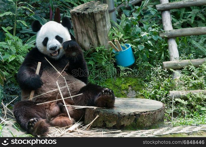 gian panda bear eating bamboo