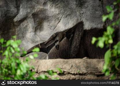 Giant anteater. Latin name - Myrmecophaga tridactyla