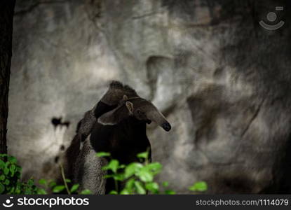 Giant anteater. Latin name - Myrmecophaga tridactyla