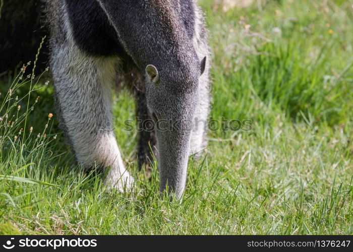 Giant Anteater (Myrmecophaga triductyla)