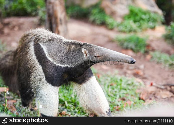 Giant anteater walking in the farm Wildlife Sanctuary / Myrmecophaga tridactyla