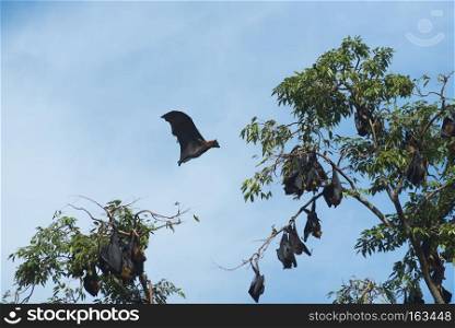 giant black bats
