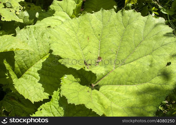 Giant butterbur green leaves in forest mountain river