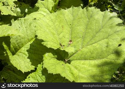 Giant butterbur green leaves in forest mountain river