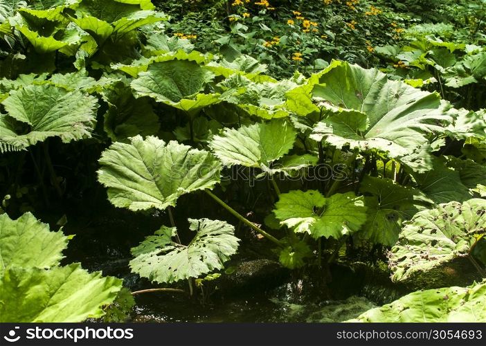 Giant butterbur leaves