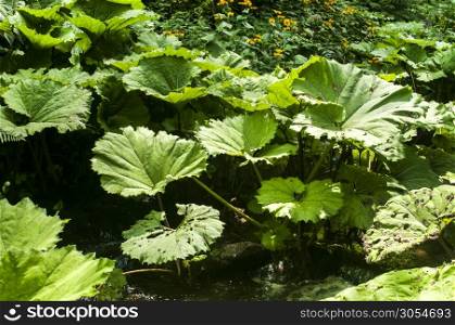 Giant butterbur leaves