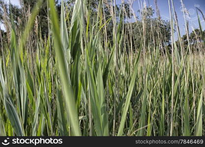 Giant canes on green background in Italian countryside